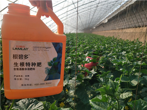 根碧多，菌劑，安碧解