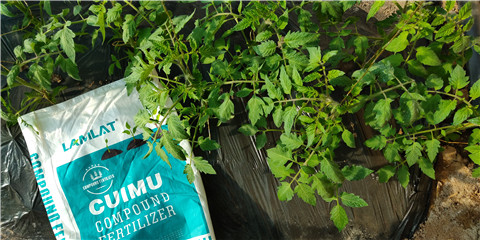 磷酸二氫鉀，鈣肥，水溶肥