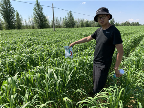 磷酸二氫鉀，拉姆拉，翠姆