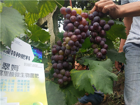 微生物菌劑，拉姆拉，翠姆