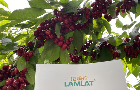 水溶肥，拉姆拉，翠姆