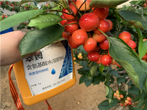 水溶肥，拉姆拉，翠姆