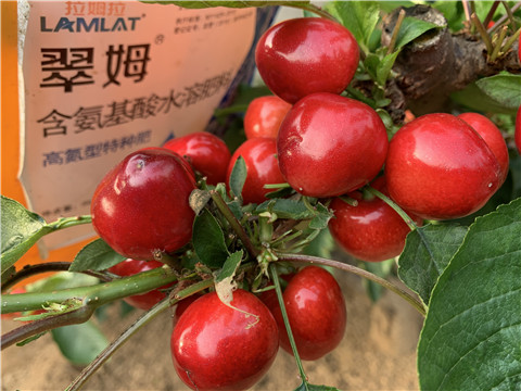 水溶肥，拉姆拉，翠姆