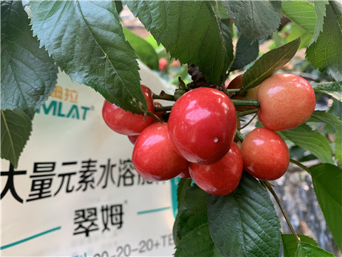 大量元素水溶肥，拉姆拉，翠姆