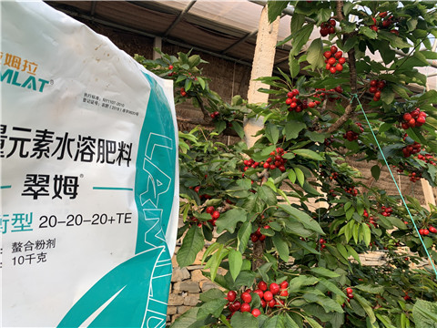 大量元素水溶肥，拉姆拉，翠姆