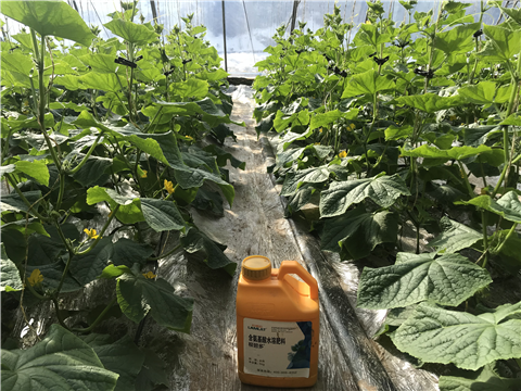 水溶肥，拉姆拉，翠姆