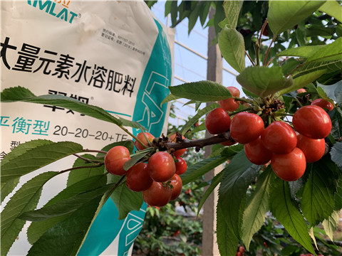 大量元素水溶肥，拉姆拉，翠姆