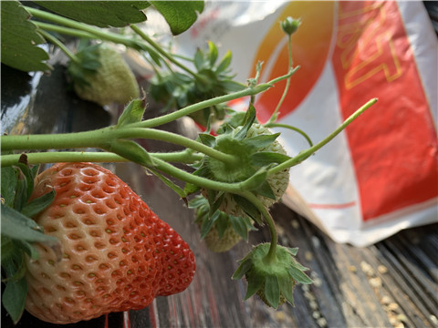 草莓施肥管理，拉姆拉，翠姆