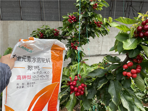 櫻桃施肥,大量元素水溶肥,翠姆 櫻桃施肥,大量元素水溶肥,翠姆