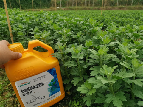 菊花種植,水溶肥廠家，翠姆