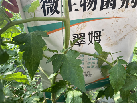 水溶肥廠(chǎng)家,土壤鹽漬化,翠姆水溶肥